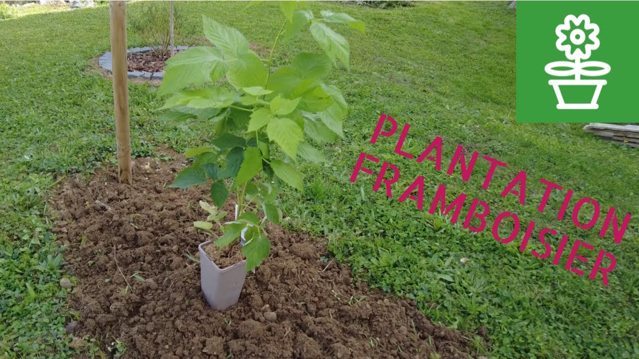 Plantation des framboisiers