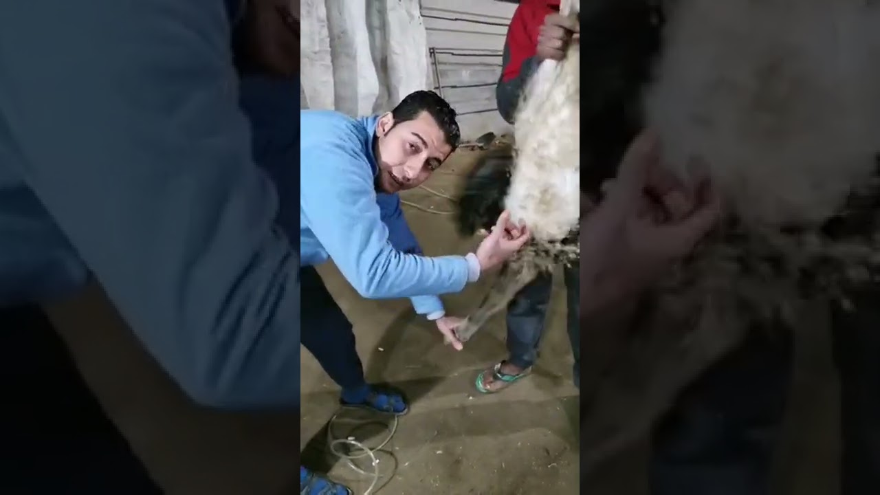 الفيديو ده شرح للناس ال بتقابل مشكلة ف إبتلاع النعام للرمل والحصى بكمية