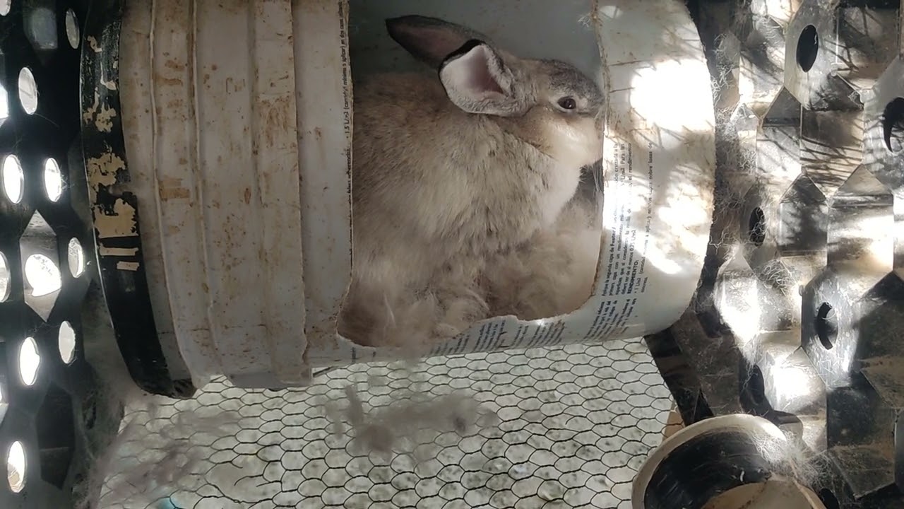 Conejos en nacimiento.