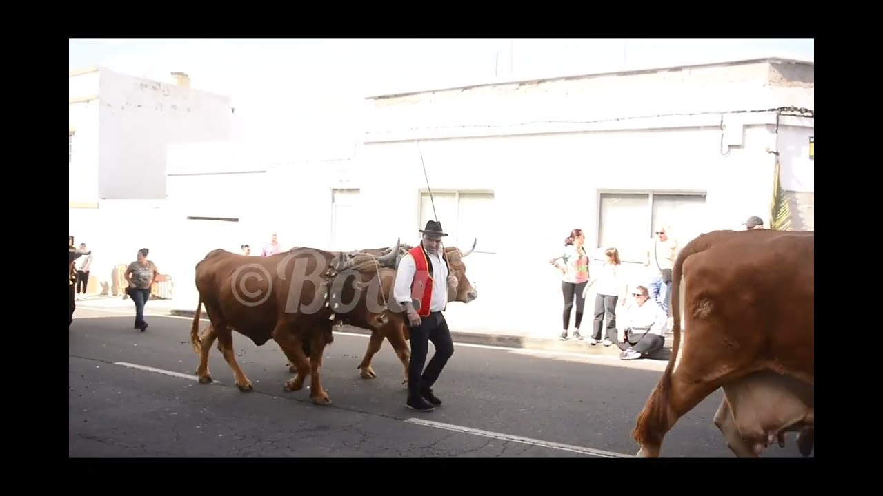 Romería San Antonio Abad - ©BodriaFilm