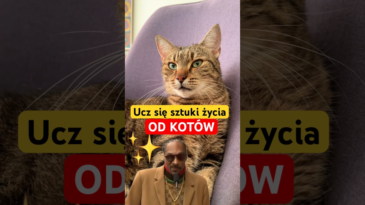 Ucz się SZTUKI ŻYCIA od kotów 