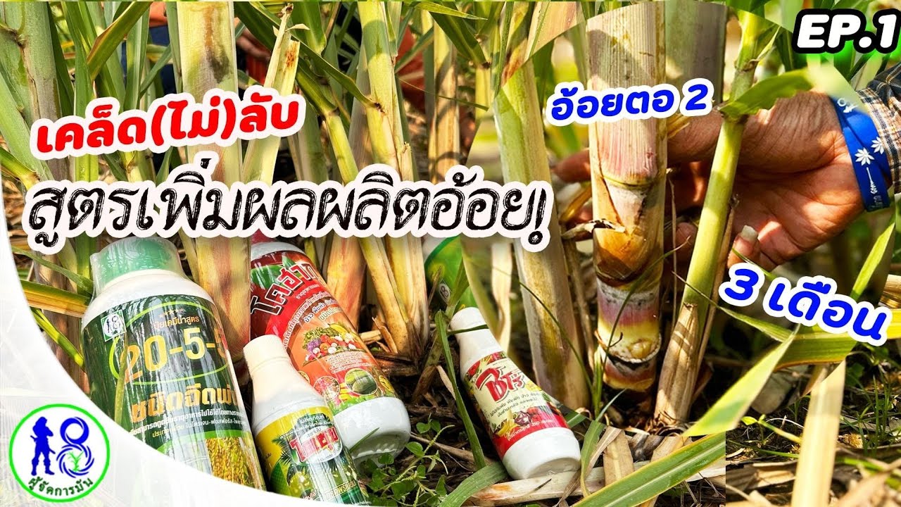 🔥เคล็ด(ไม่)ลับ สูตรสำเร็จเพิ่มผลผลิตปลูกอ้อย! EP1อ้อยตอ2อายุ3เดือน26วัน | ผู้จัดการมัน 9 มี.ค.66