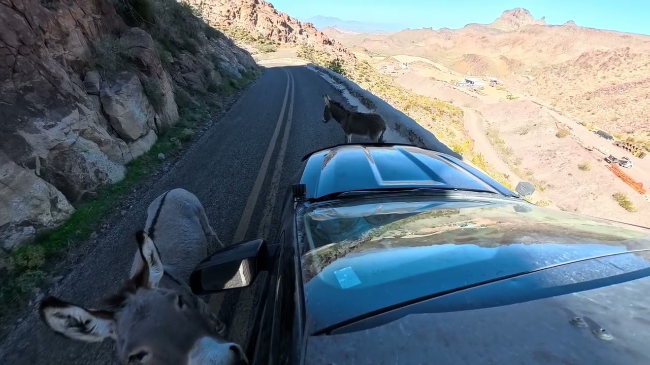 Oatman AZ - Held up by Donkeys