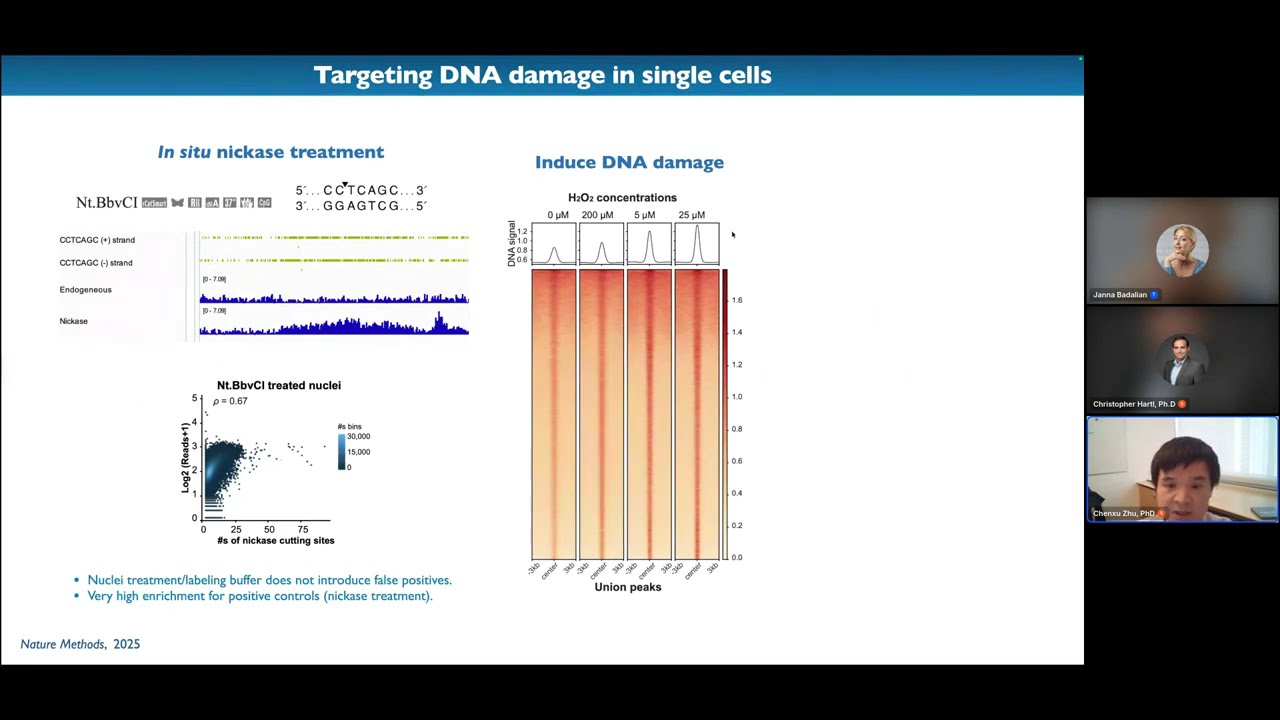 Single-cell DNA damage analysis reveals selective genome vulnerability