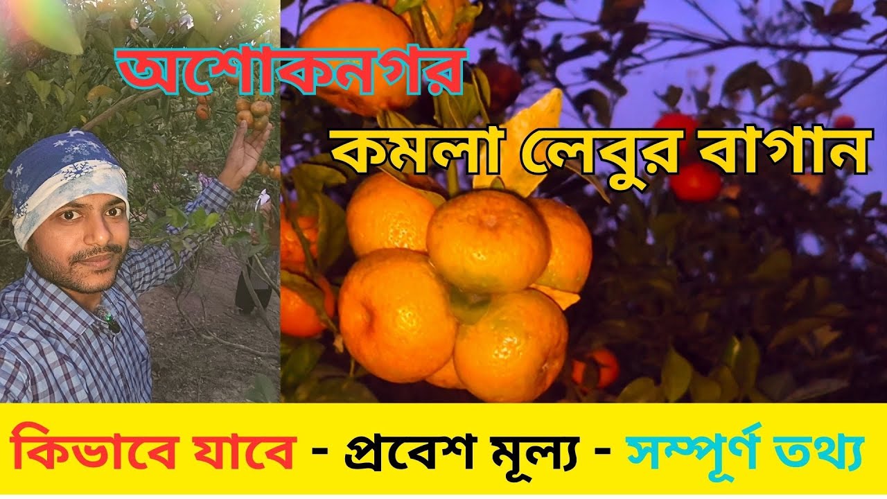 Ashoknagar Komla Lebu Bagan | Ashoknagar Orange Garden | Komla Lebu Bagan Near Kolkata 