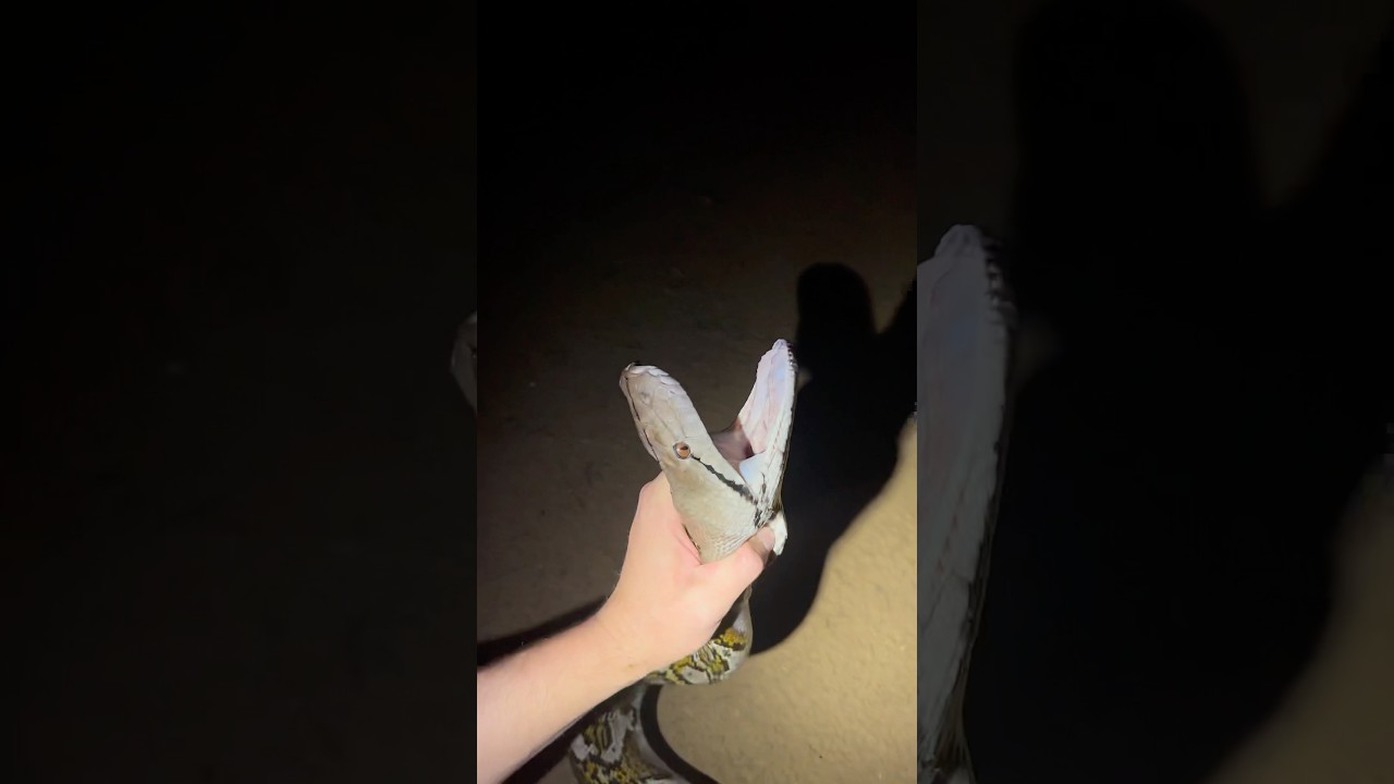 Biggest snakes I&rsquo;ve yoinked! #snake#animals#wildlife#crazy#nature#anaconda#python#shorts#youtube