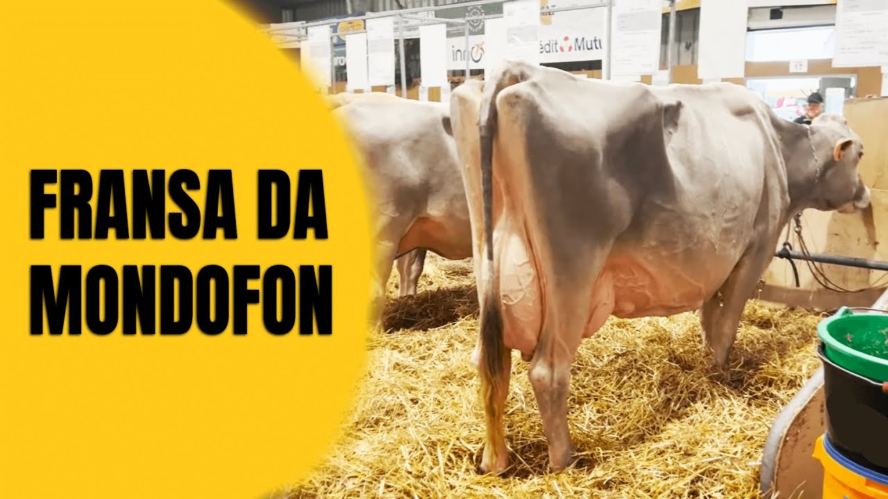 FRANSADA MONDOFON