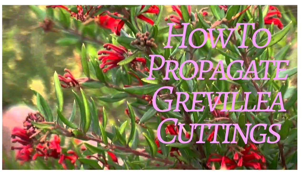 How to take Grevillea Cuttings