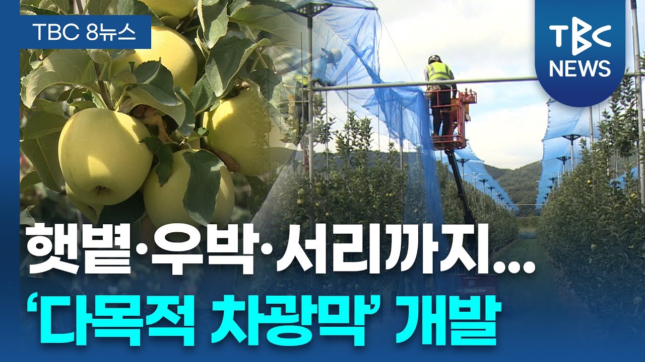 &lsquo;과수 햇볕데임&rsquo; 피해 &lsquo;뚝&rsquo;.. 다목적 차광막 개발ㅣTBC뉴스