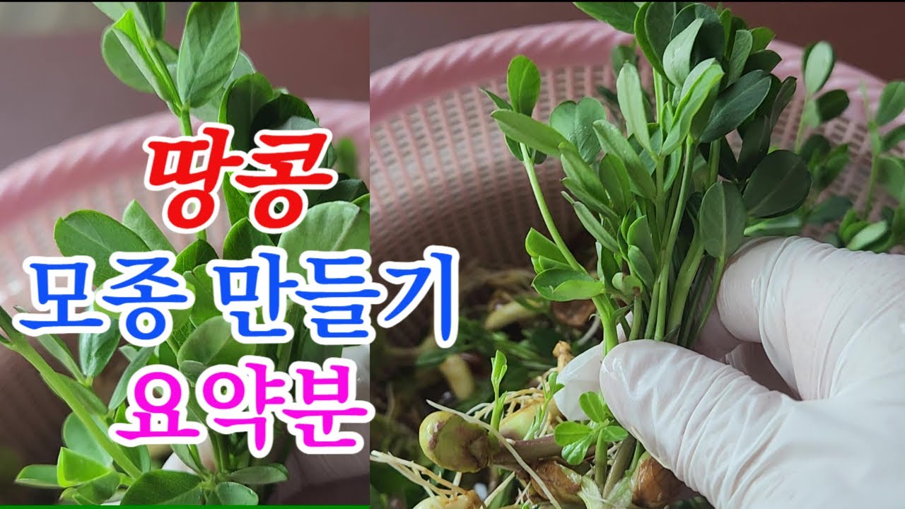 집에서 쉽고 간단하게 땅콩 모종 만들기(흙 필요 없어요)