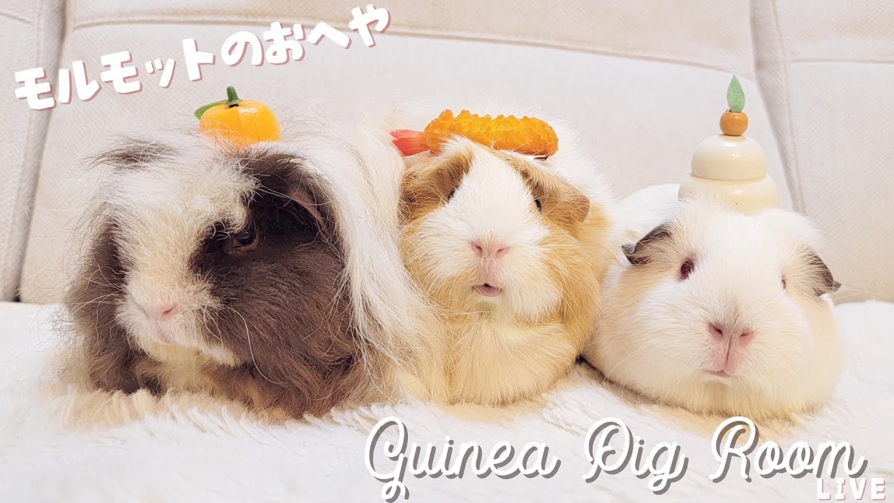 モルモット部屋配信  Guinea pig room live 🐹【ライブカメラ】