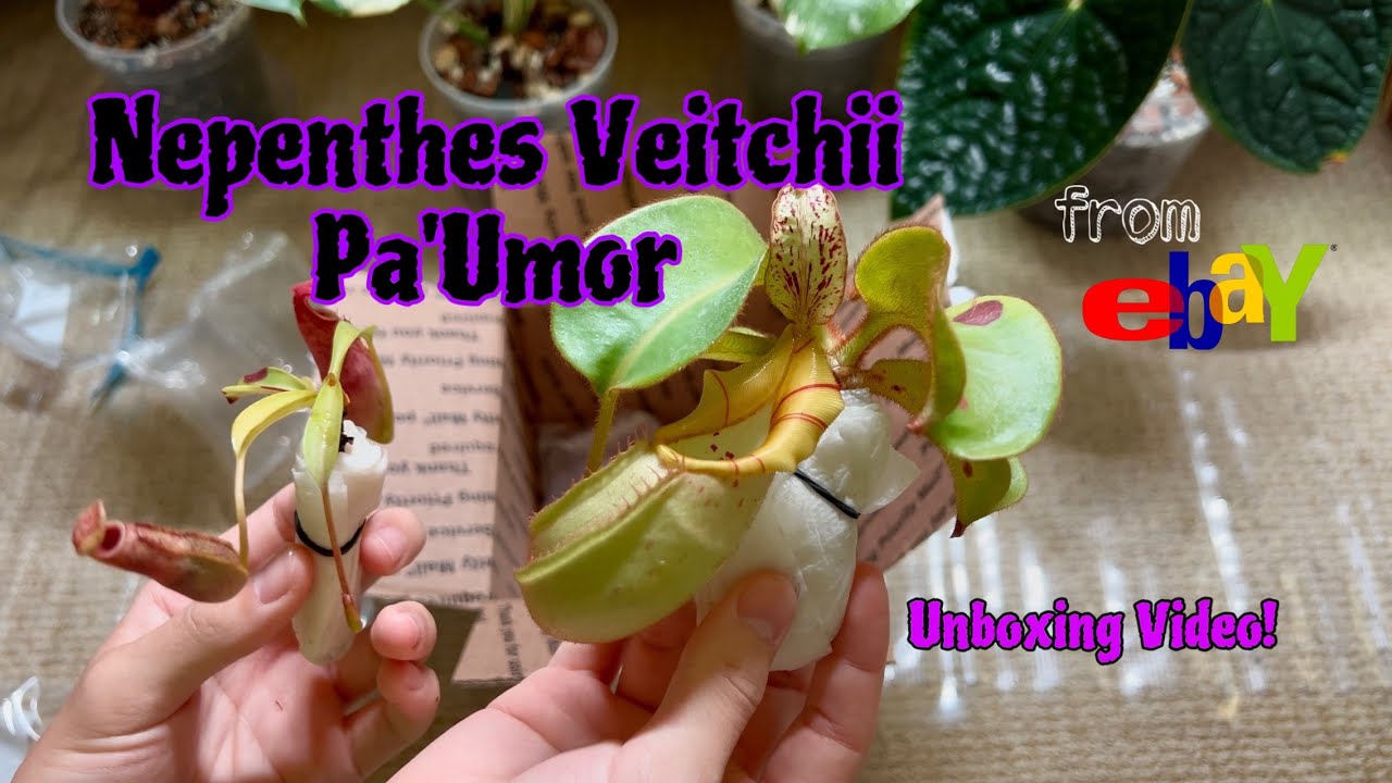 Nepenthes veitchii Pa’Umor Unboxing! | Rare Pitcher Plant Mail