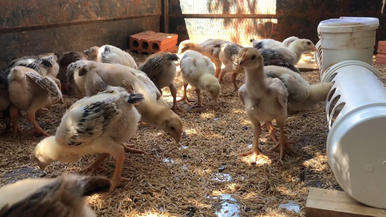 COMO FAZER COMEDOURO PARA PINTINHOS E GALINHAS COM MATERIAL QUE IA PARA O LIXO -  EDMILSON ADORNO