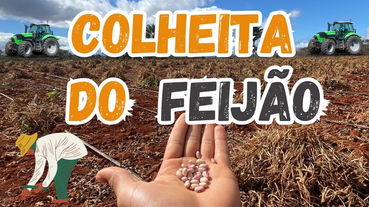 Plantio de Feijão :  É Dessa Forma que faço a Colheita do meu feijão !!!