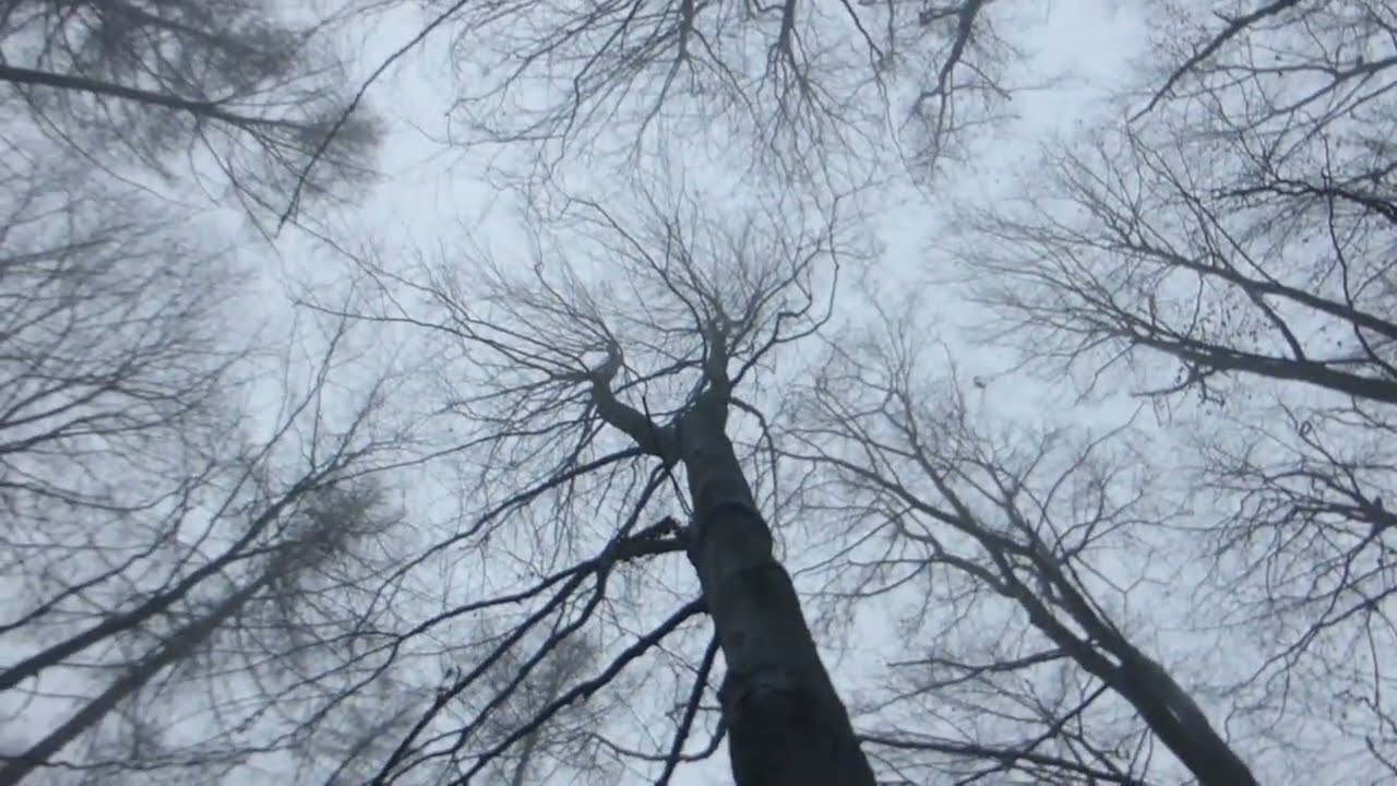 Unterwegs im mystischen Nebelwald der Urahnen...Opferstein...Erdgott...Vexierbild