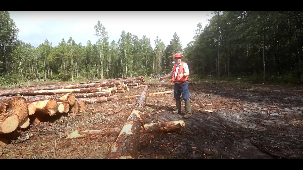 What Happens on a Timber Harvest?