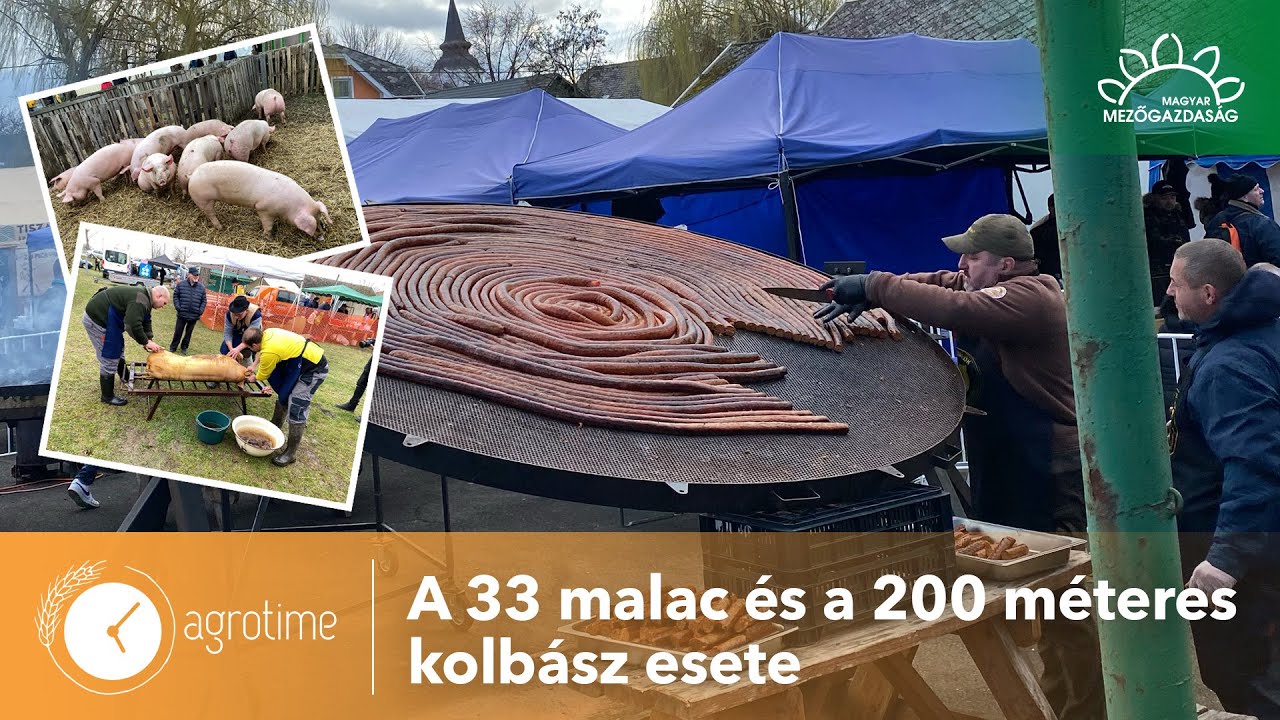 Készüljünk fel megfelelően a szúrásra! |  Böllérfesztivál Abádszalókon | MMG  AgroTime