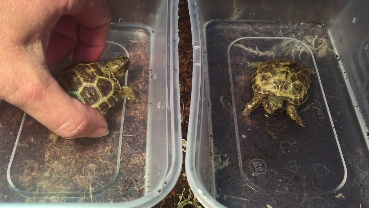 Baby Tortoise Care