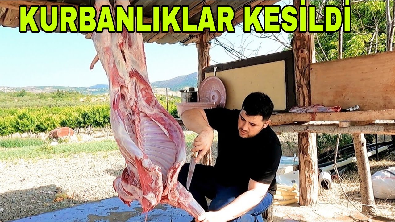 KURBANLIK KUZULAR KESİLDİ~KÖYDE BAYRAM HAVASI VAR