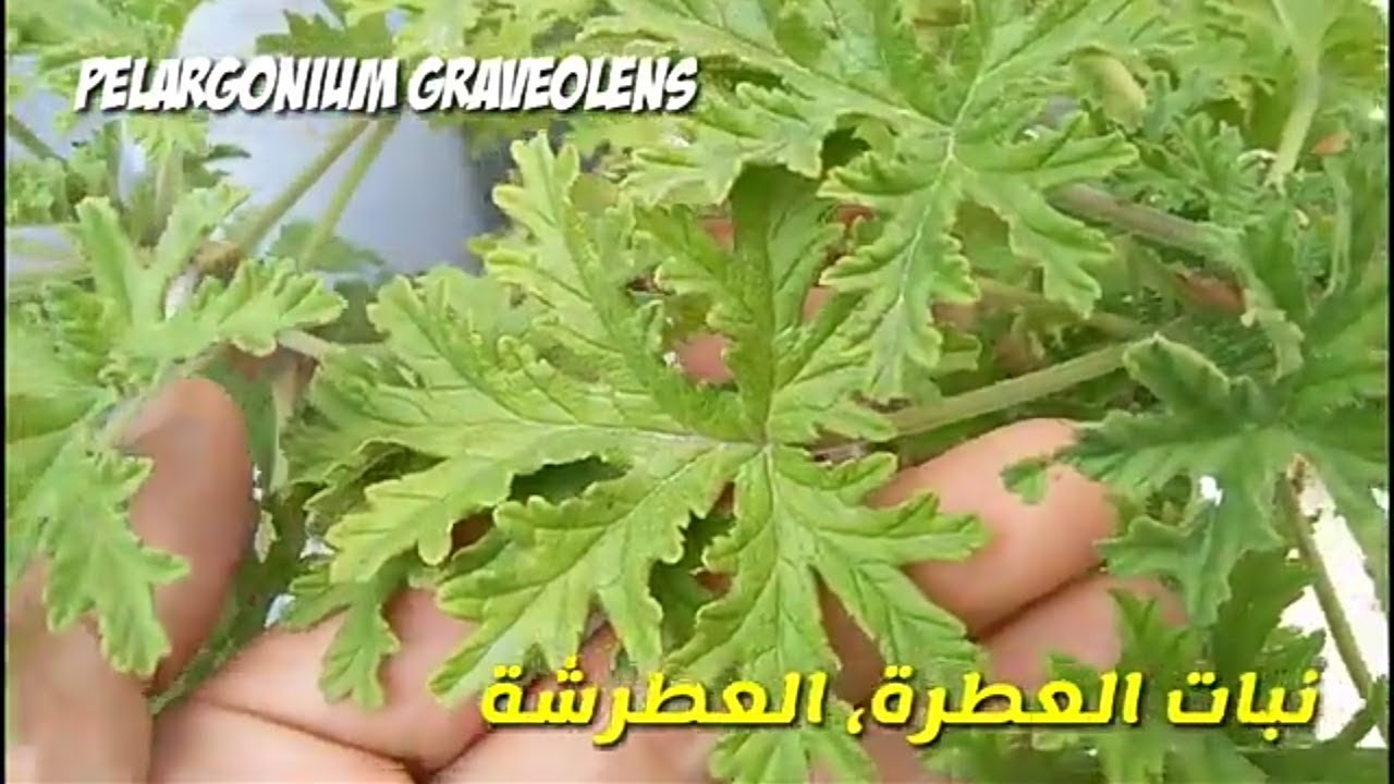 زراعة و تكاثر نبات العطر، العطرة، عطرشة و فوائد العطرية 
Pelargonium graveolens