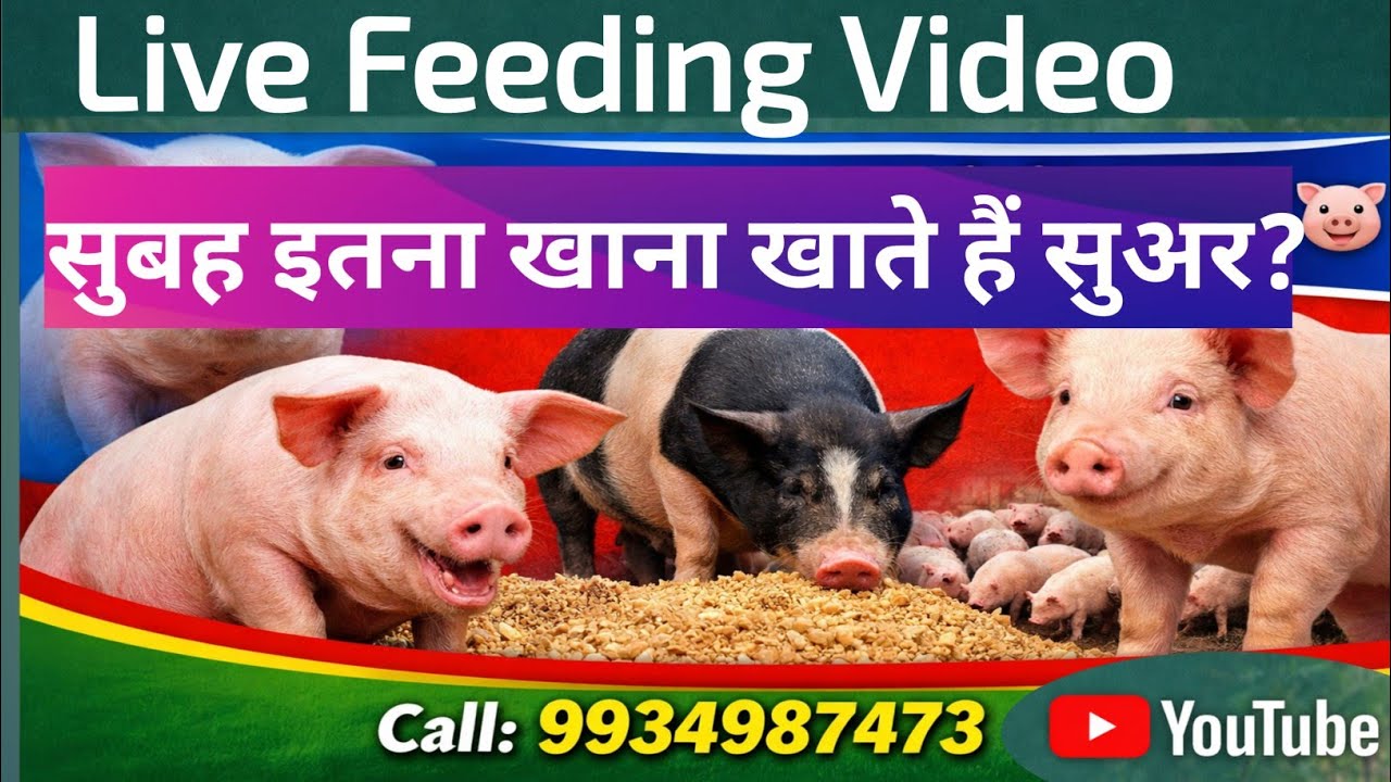सुअर इतना खाता हैं सुबह पार्ट 1 #wold #viral #biharfarming #pigfarming #बिहार #magadhpigfarming