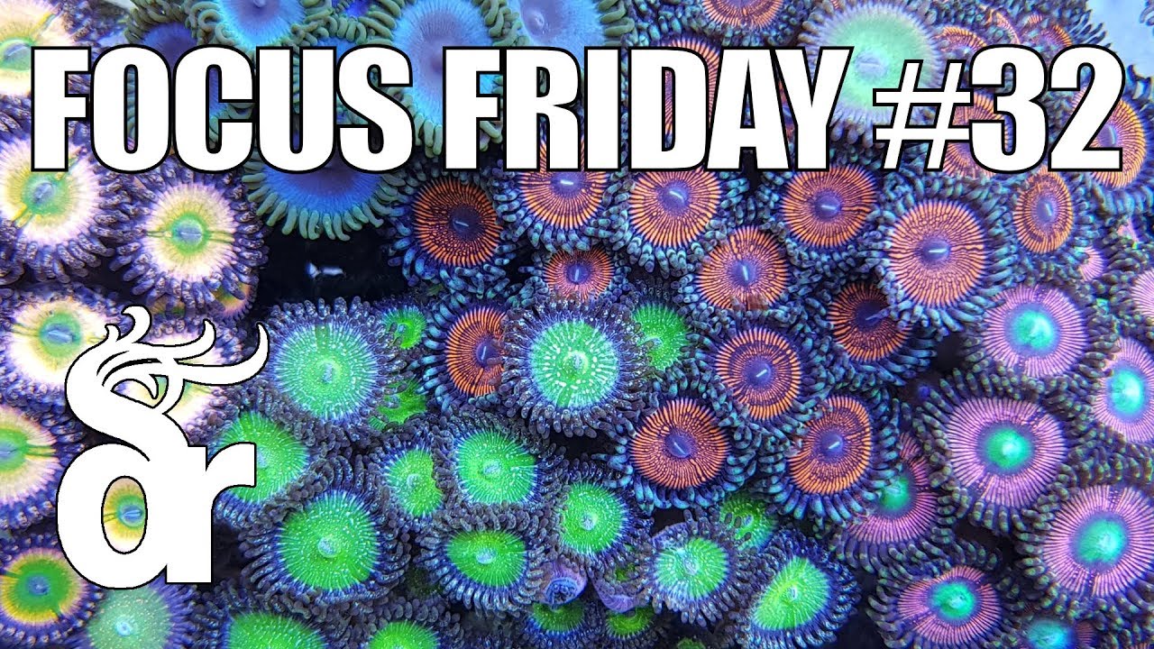 FF#32 | Keeping Zoa's (Zoanthus Sp.) in your Reef Tank