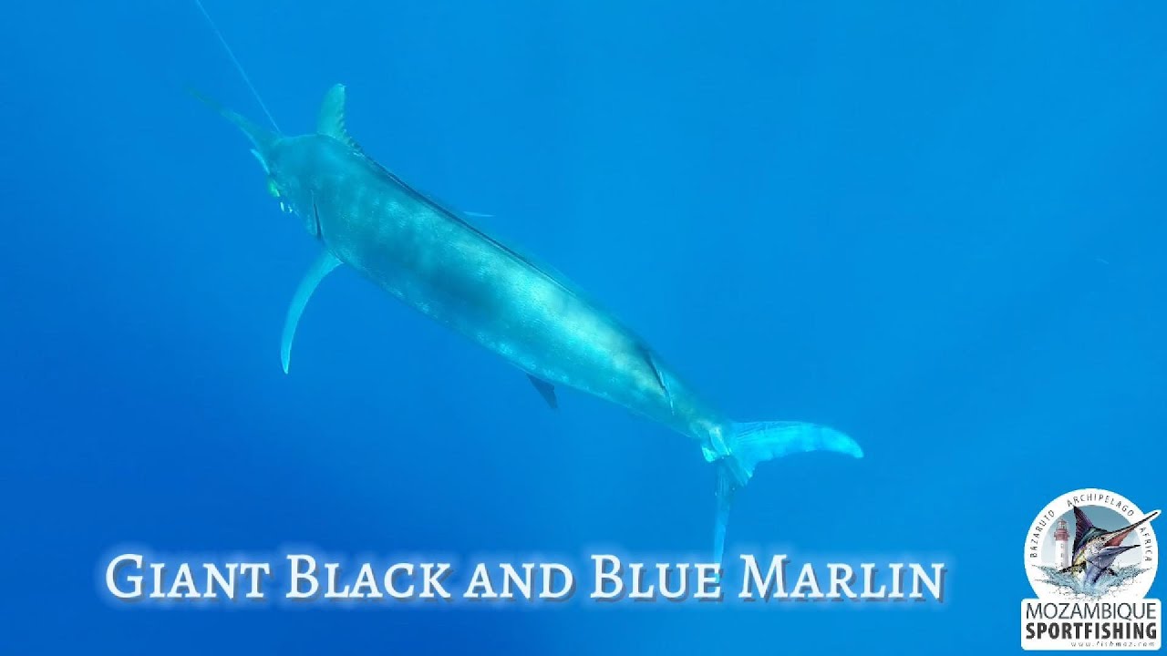 Mozambique Sportfishing - Black and Blue Marlin Capital of Africa
