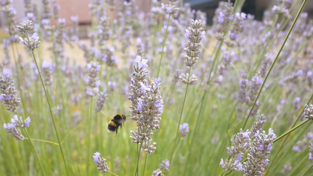 Bees at the Abbey