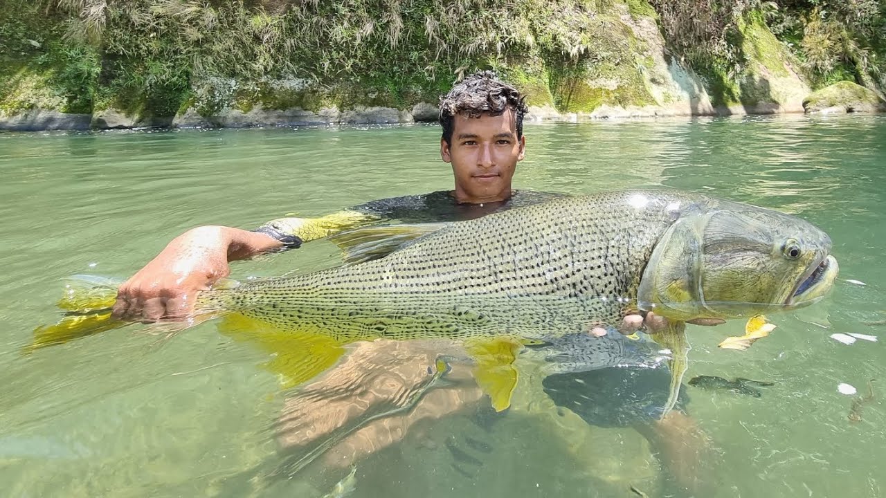 INCREÍBLE UN AROYO PEQUEÑO LLENO DE DORADOS , YATORANAS Y SÁBALOS 