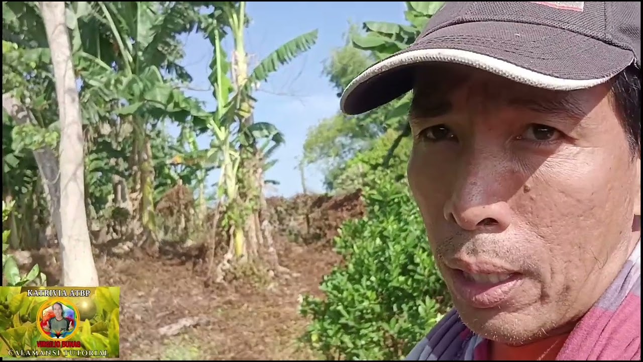 HARVEST NG CALAMANSI MAGKANO NA KAYA PER BAG 