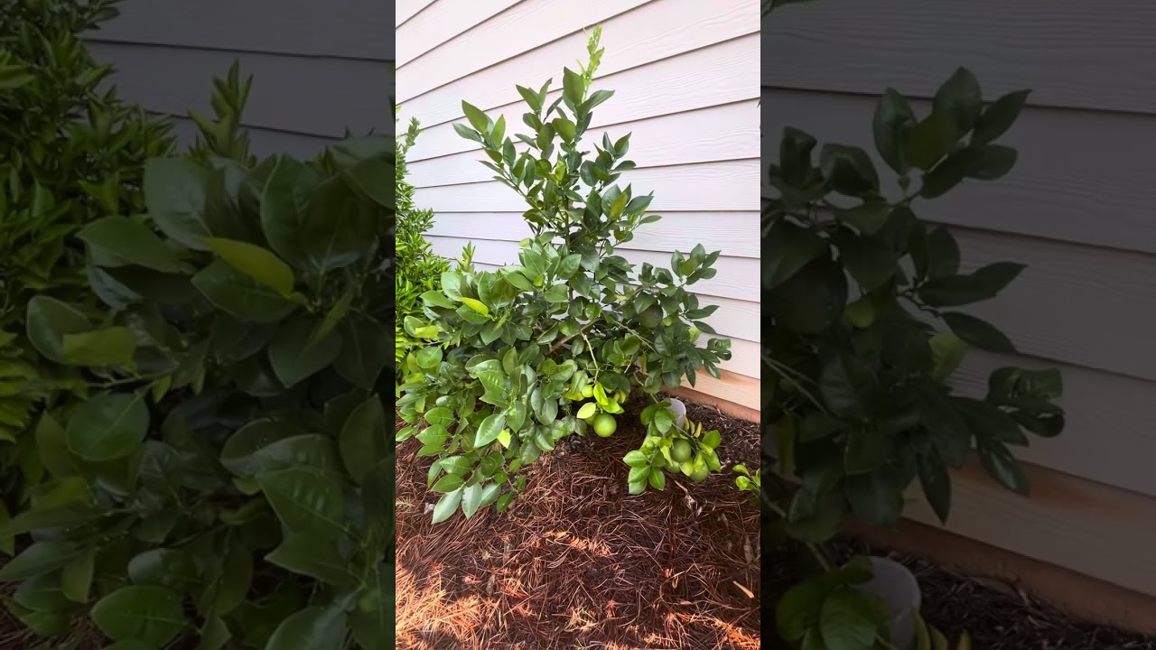 In-Ground Commercial Citrus in Zone 8