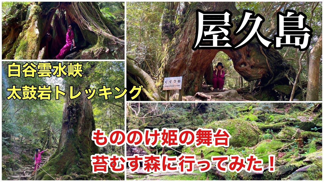 【屋久島】もののけ姫の舞台となった苔むす森🌲【白谷雲水峡・太鼓岩】へ🦌往復6時間トレッキング旅行記🐾👟