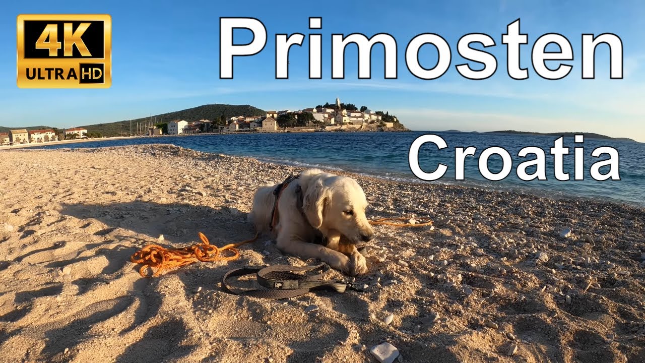 🇭🇷 Primosten with a dog, Croatia - Golden Retriever #3 - Mala Raduča Beach