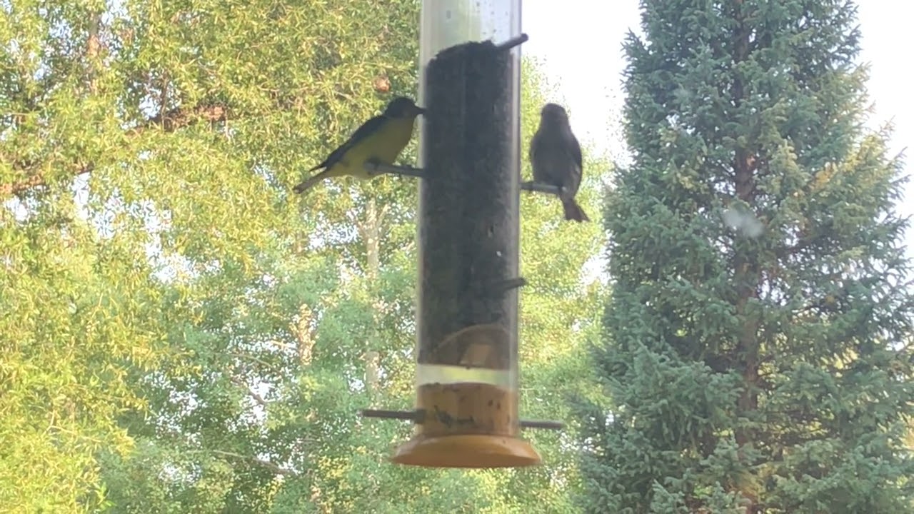Finches #finches #birds #nature #maryjanechronicles #420