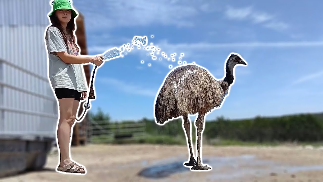 Fun Animal Happy Time Today - 8/2/24