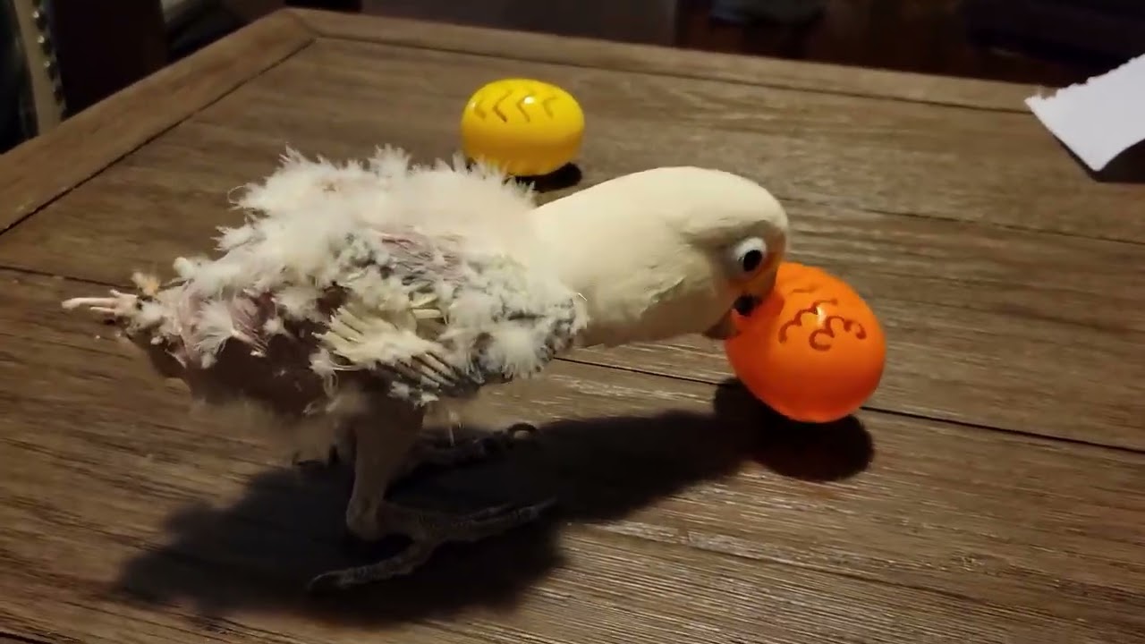 The Easter video we did with Griffi.