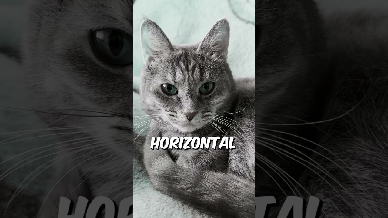 Why do Cats Have Vertical Pupils?