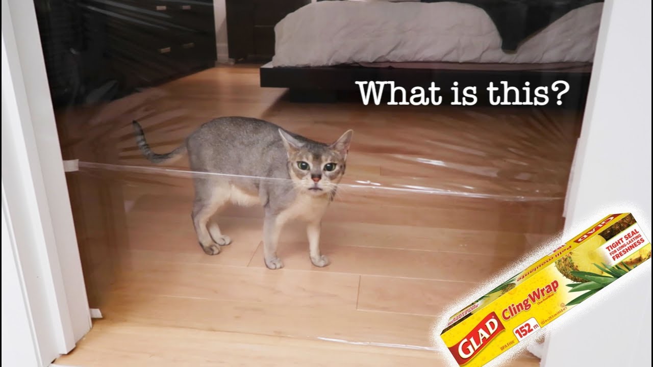 Abyssinian cats react to INVISIBLE CHALLENGE