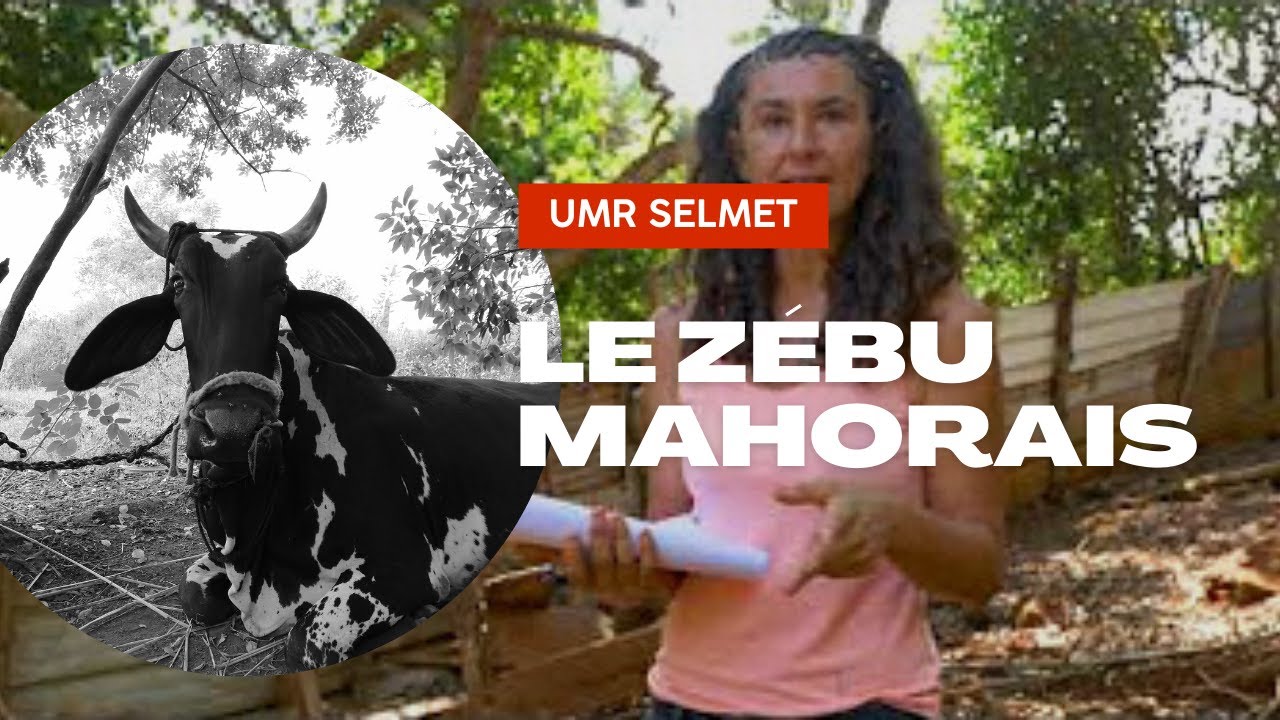 Le zébu mahorais