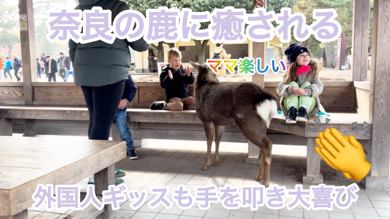奈良の鹿に癒される☺️外国人ギッスも手を叩き大喜び🫎
