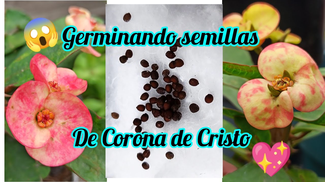 #66//cómo germinar Semilla de Corona de Cristo 🤗   #euphorbia Milli #coronadecristo #semillas