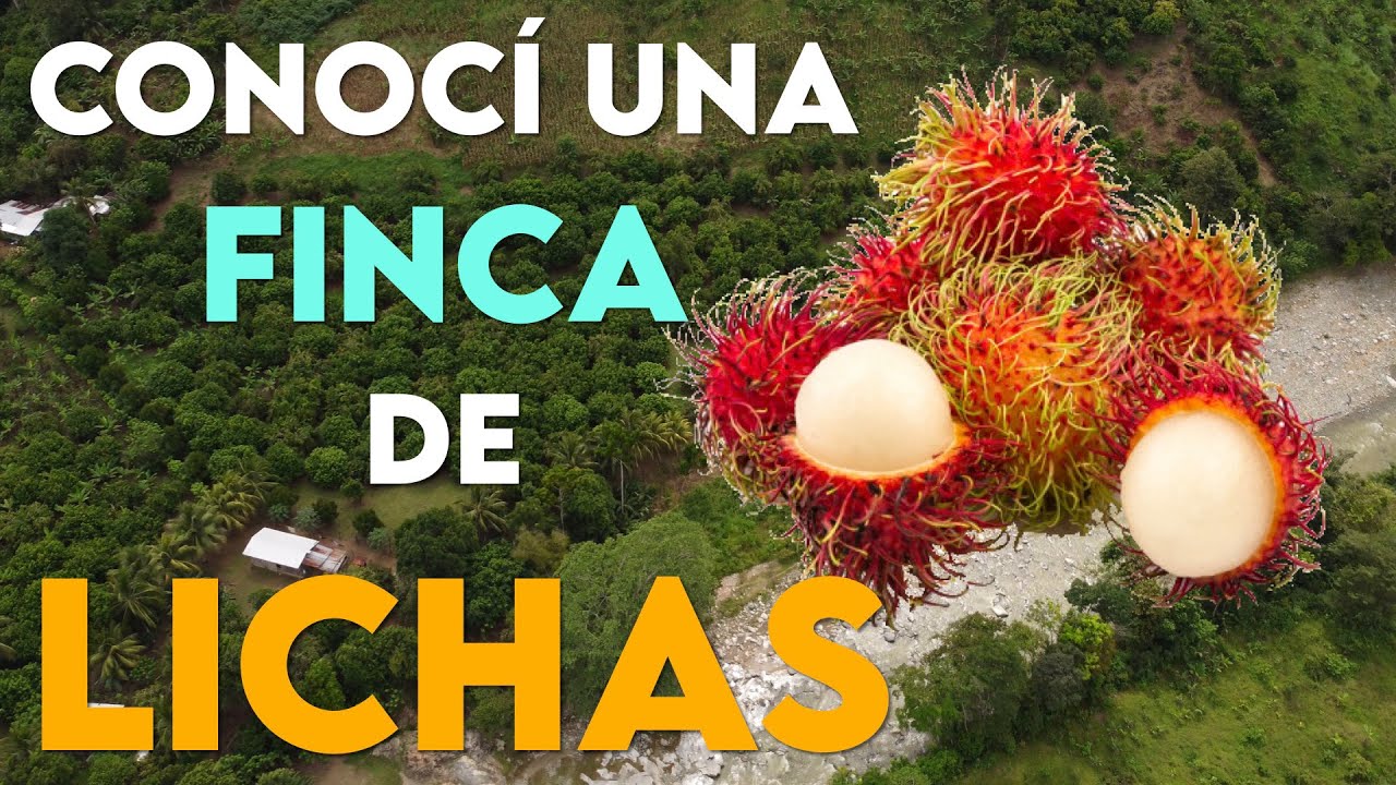 Conocí una FINCA DE LICHAS | El Recreo, La Masica, Atlántida, Honduras. 🇭🇳