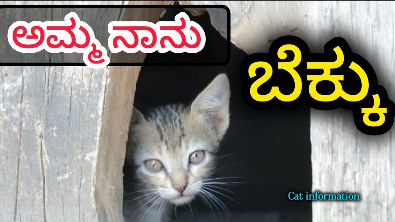 ಮುದ್ದಾದ ಪುಟ್ಟ ಬೆಕ್ಕಿನ ಮಾಹಿತಿ | Cute Little Cat Information in Kannada#information#viral#shorts#cat