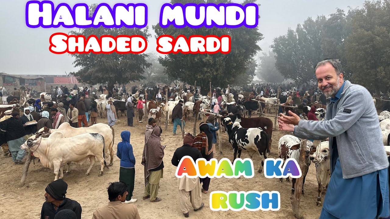Halani Mundi Shaded Sardi / karachi Walon Ka Rush / 12 January 2025