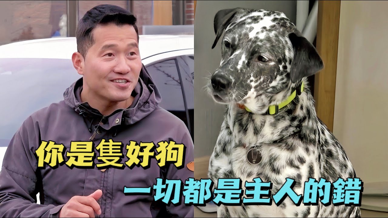 差點被安樂死的兩隻狗在家裡打翻了天，誰知訓犬師登門後，卻說女主人才是罪魁禍首