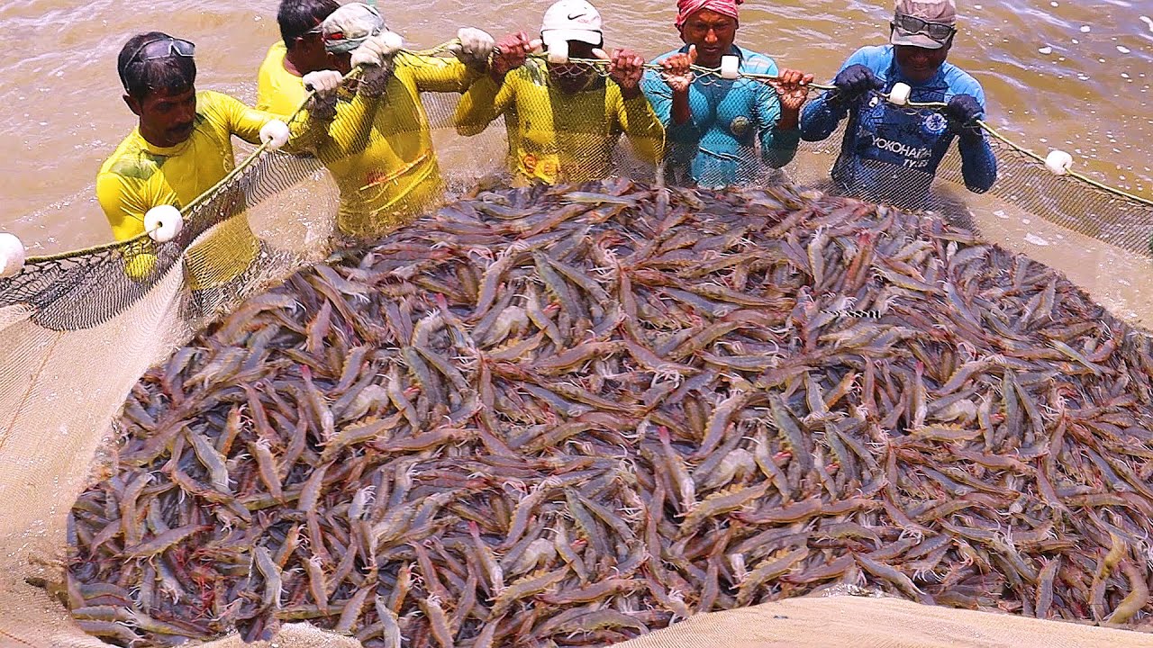 Growing and Harvesting Black tiger Prawns Growout || Shrimp Fish Farming In India || Clips On