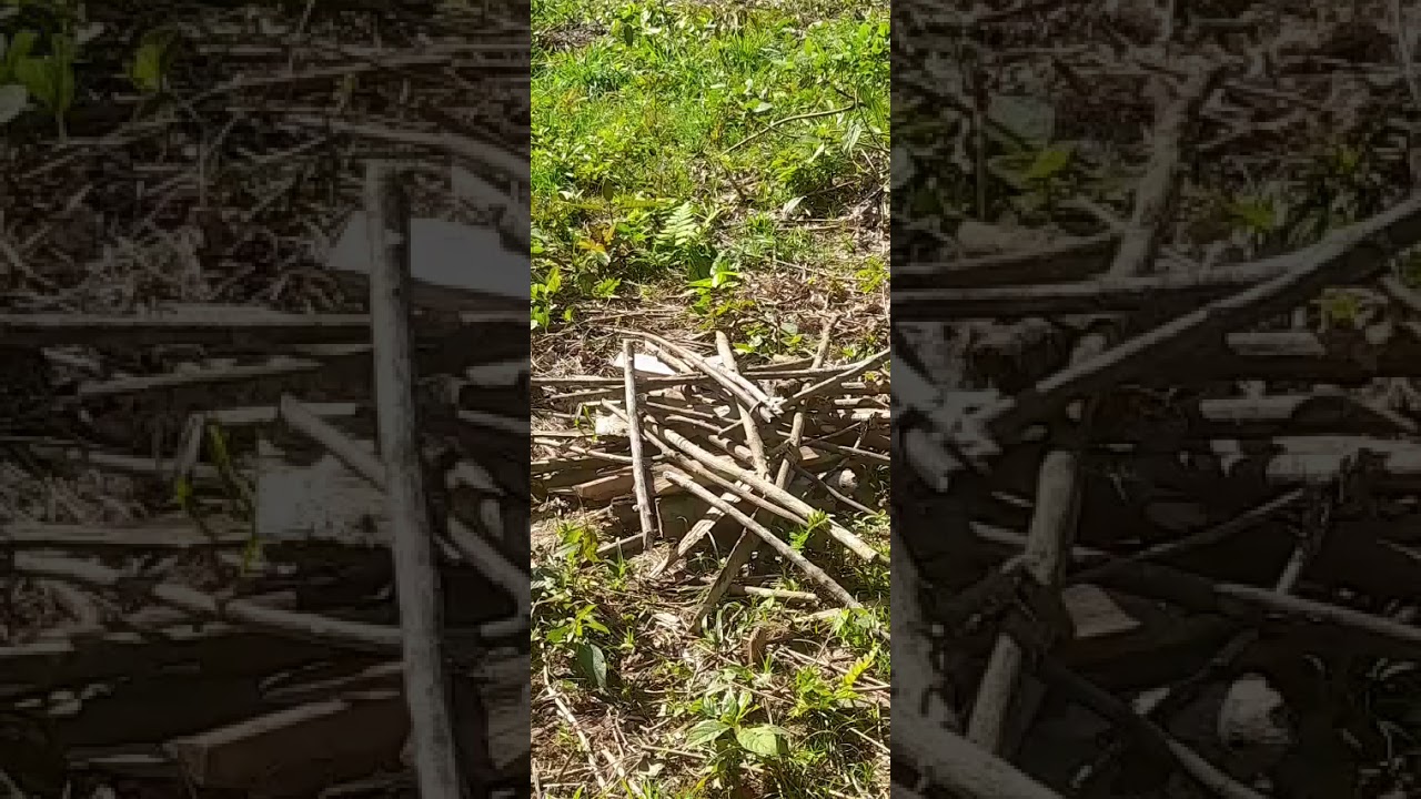 En busca de la leña con mi Mamá🪓🪵#lena #parati #videos #viral 