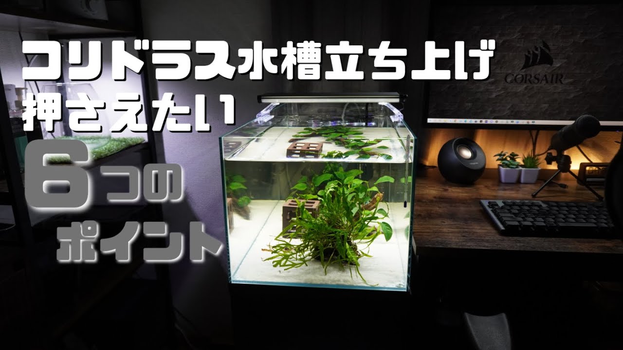 【コリドラス水槽】60cmLOW水槽立ち上げ #30
