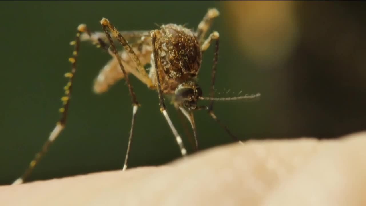 What&rsquo;s the best repellent to fight off mosquitoes?