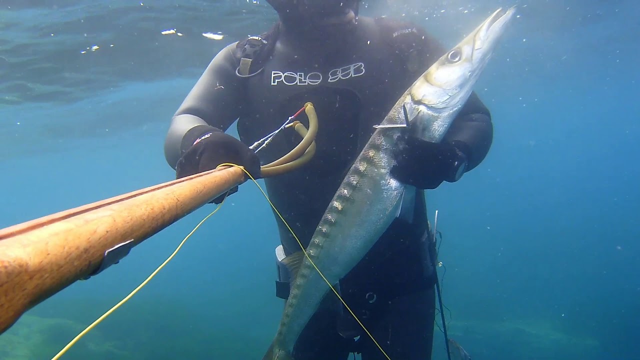 barracudas 2019 les dents de st tropez